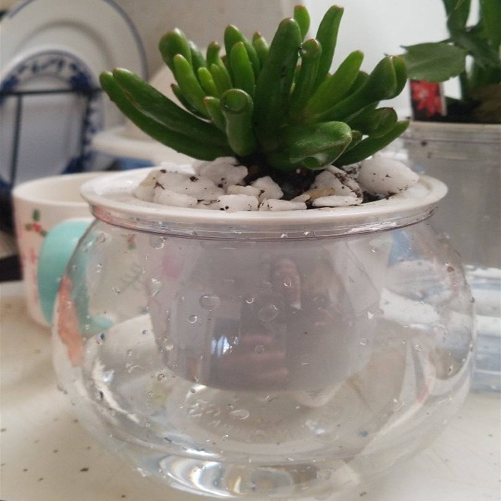 Self Watering Planter Pots Min - Japanese Garden Bonsai reseña y precio