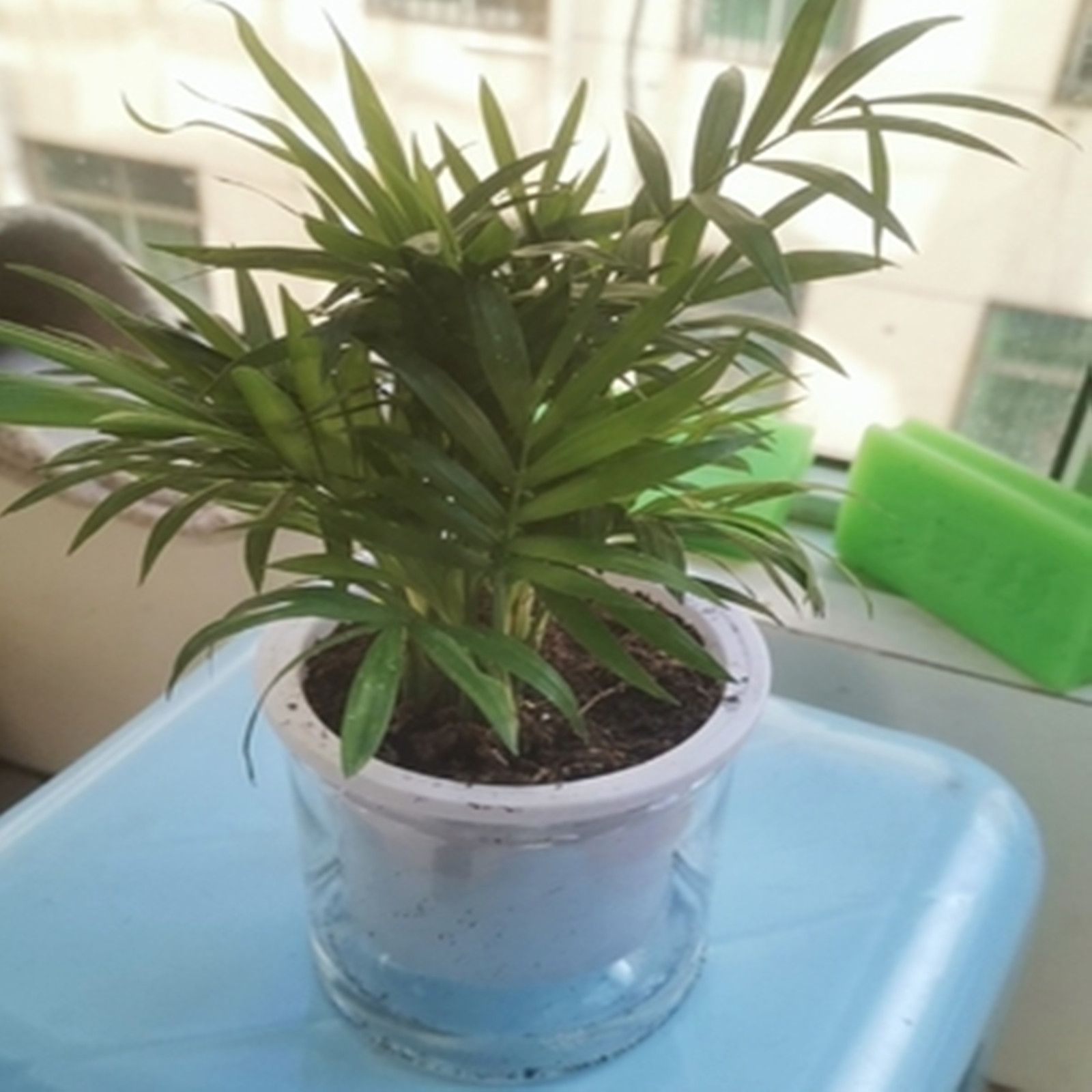Self Watering Planter Pots Min - Japanese Garden Bonsai reseña y precio