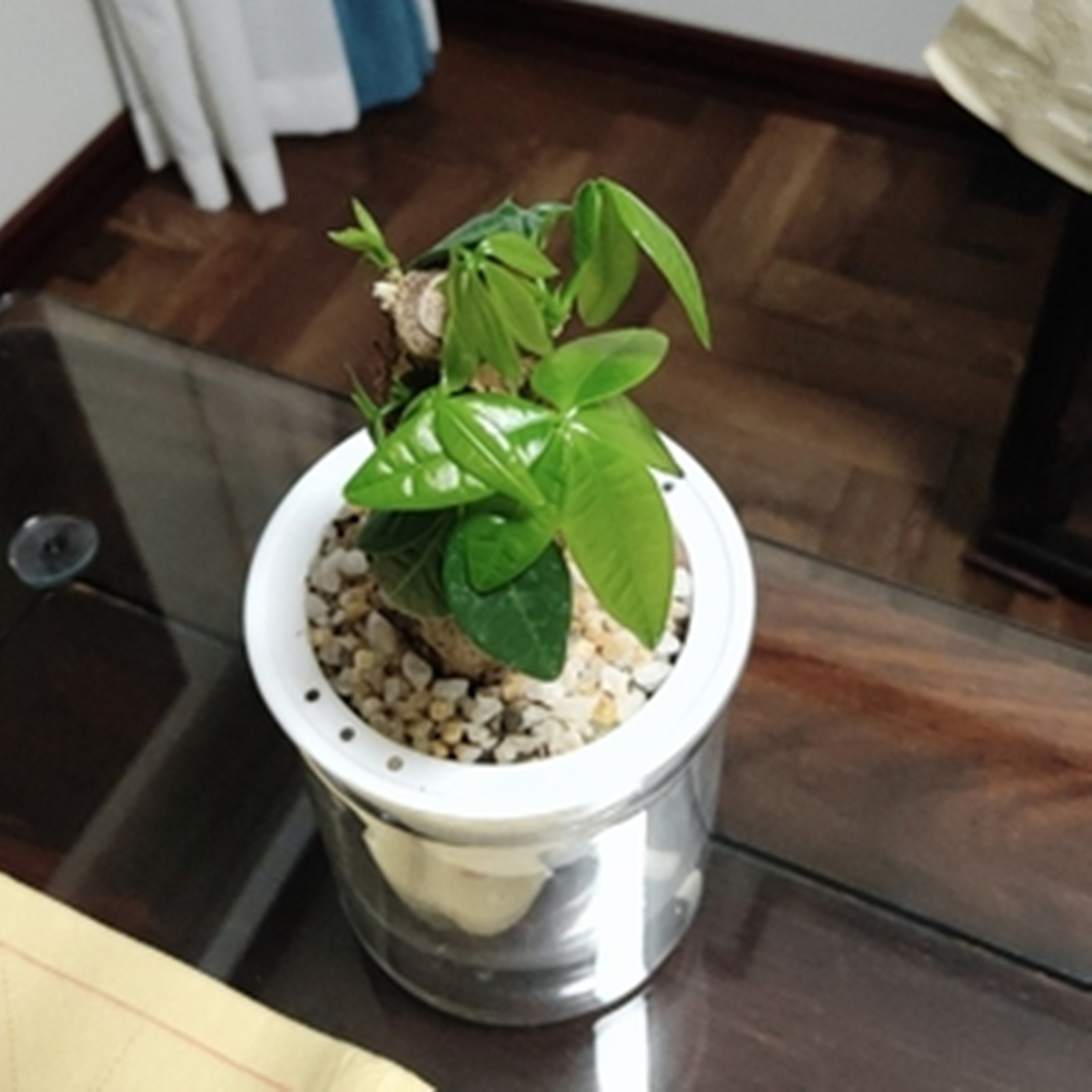 Self Watering Planter Pots Min - Japanese Garden Bonsai reseña y precio