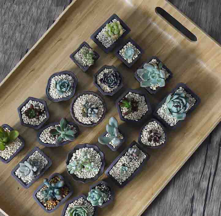 Yixing Purple Sand Flower Pot  - Japanese Garden Bonsai reseña y precio