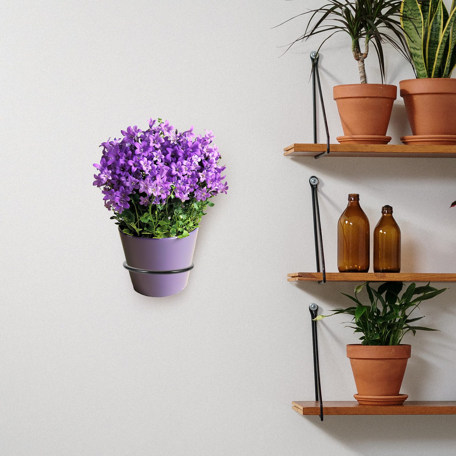 3Pcs Wall-Mounted Plant Pot Ri - Bonsai Garden Pot reseña y precio